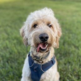 Samson - Goldendoodle