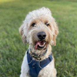 Samson - Goldendoodle