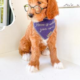 Squints - Apricot male Goldendoodle puppy in Marietta, Georgia from Reece + Co Doodles & Poodles