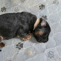 Grey Boy - Black and red male German Shepherd puppy in Lewistown, Missouri from Ewig Krieger Kennels
