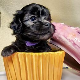 Raven - Solid Black - Black female Havapoo puppy in Parks, Arkansas from BAK Home Pups
