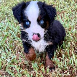Bluey - Black tri male Miniature Australian Shepherd puppy in Michie, Tennessee from Acton Aussies
