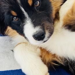 Poncho - Black tri male Miniature American Shepherd puppy in Jonesborough, Tennessee from Bouchard’s Best Shepherds