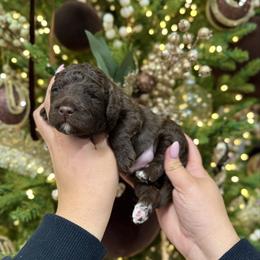 Twix - Chocolate male Goldendoodle puppy in Miami, Florida from Jade’s Paws & Co. Of Miami LLC