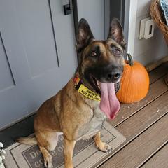 Nora - Belgian Malinois