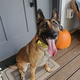 Nora - Belgian Malinois