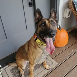 Nora - Belgian Malinois