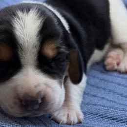 Basset Hounds from F&J Bassets
