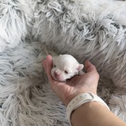 Royal - White male Maltese puppy in Mc Kinney, Texas from Made to Love Maltese LLC