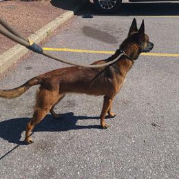 Loca - Belgian Malinois