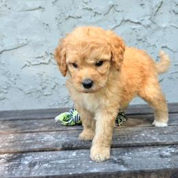 Ellis - Apricot male Poodle puppy in Minneapolis, Minnesota from River Park Poodles