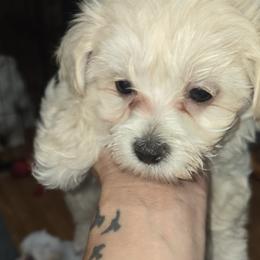 Girl 2 - Cream female Maltipoo puppy in Brooksville, Florida from DeVall Maltipoos