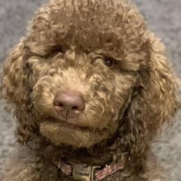 Leesi - Poodle