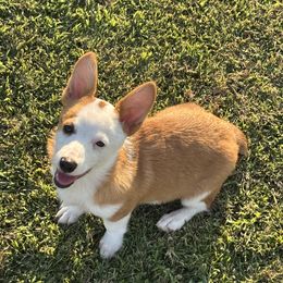Sparkles - Fawn female Pembroke Welsh Corgi puppy in Great Bend, Kansas from Mak-N-Hay Farms