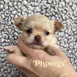 Phoenix - Cream female Chihuahua puppy in Augusta, Georgia from Sophia Jade's Chi Brigade