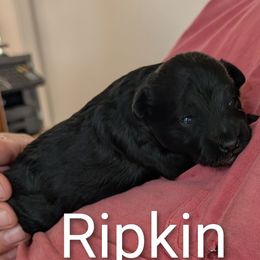 Ripkin - Black male Schnoodle puppy in Huron, Tennessee from Wilma's Paw-Paw Patch