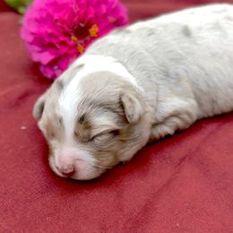 June - Red merle female Toy Australian Shepherd puppy in Huzzah, Missouri from Twin River Toy Aussies
