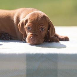 German Shorthaired Pointer and Vizsla Puppies from Nosam Kennels- Hungarian Vizslas, and German Shorthairs Located in Kentucky