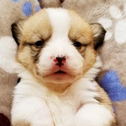 American Corgi and Pembroke Welsh Corgi Puppies from Whimsical Treasure Corgis