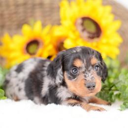 Peter - Black and tan male Dachshund puppy in Neosho, Missouri from Tinker Toy Doxies