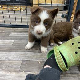 Girl 3 Light blue collar - Panda female German Shepherd puppy in Pelham, North Carolina from P & P Shepherds