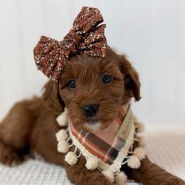 Kit - Red  female Goldendoodle puppy in Newcastle, Oklahoma from Ritzy Creek Doodles