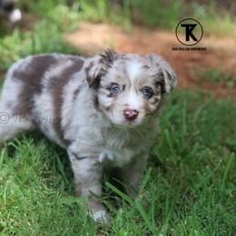 Liberty- Red Merle Female - Red merle female Miniature Australian Shepherd puppy in Nacogdoches, Texas from TK Standard, Mini, & Toy Aussies
