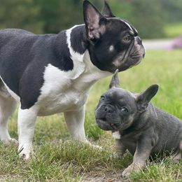 French Bulldogs from Southern Authentic Frenchies