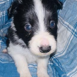 Robert - Black and white male Border Collie puppy in Liverpool, Pennsylvania from Breezy Acres Stock & Sporting Dogs