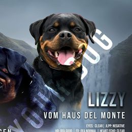 Shotzi - Rottweiler