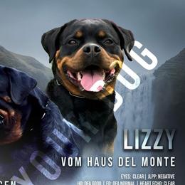 Shotzi - Rottweiler