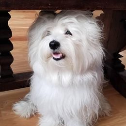 Cotons de Tulear from Coton de Tulear of Spring, TX