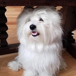 Cotons de Tulear from Coton de Tulear of Spring, TX