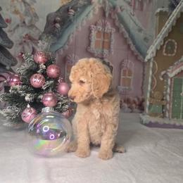 Teal Girl - Cream female Labradoodle puppy in El Paso, Texas from My Cuddly Doodles