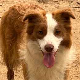 Sheeza - Border Collie