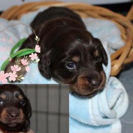 Rocket (green collar) - Chocolate and cream male Dachshund puppy in Pope, Mississippi from Anna’s Mini Doxies