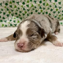 Lyra - Blue merle female Australian Shepherd puppy in Red Springs, North Carolina from Julia Rose Ranch