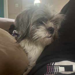 Chelsea - Shih Tzu
