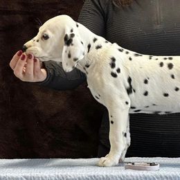 Dancer (lavender) - Dalmatian puppy in Acampo, California from Gateway Farm Dalmatians