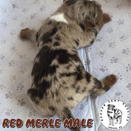 Jeremiah - Red merle male Miniature Australian Shepherd puppy in Jaroso, Colorado from Heaven Sent Aussies