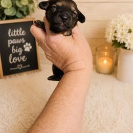 Isaac - Red male Dachshund puppy in Adolphus, Kentucky from Walker's Dachshunds