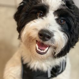 Aussiedoodle Puppies from Ever After Mini Doodles