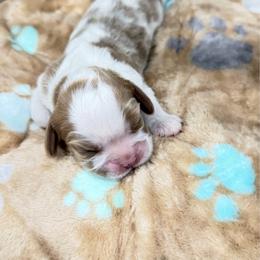 Bill - Blenheim male Cavalier King Charles Spaniel puppy in Bandera County, Texas from Hill Country Cavaliers