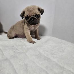 Teddy Maroon Boy - Fawn male Pug puppy in Vancouver, Washington from Swift Pugs