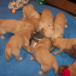 Golden Retriever Puppies from SureFire Golden’s