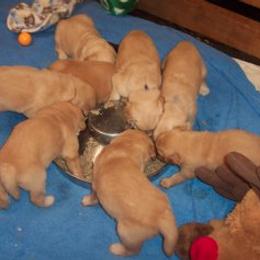 Golden Retriever Puppies from SureFire Golden’s