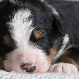 Bernedoodles from Azbernedoodlepuppies