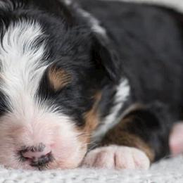 Bernedoodles from Azbernedoodlepuppies