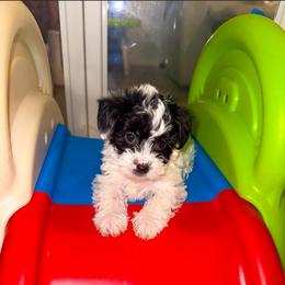 Aspen - Parti male Yorkipoo puppy in Clifton, New Jersey from Kdash_yorkies