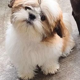 Shih Tzu Puppies from Grandma Ts Precious Puppies